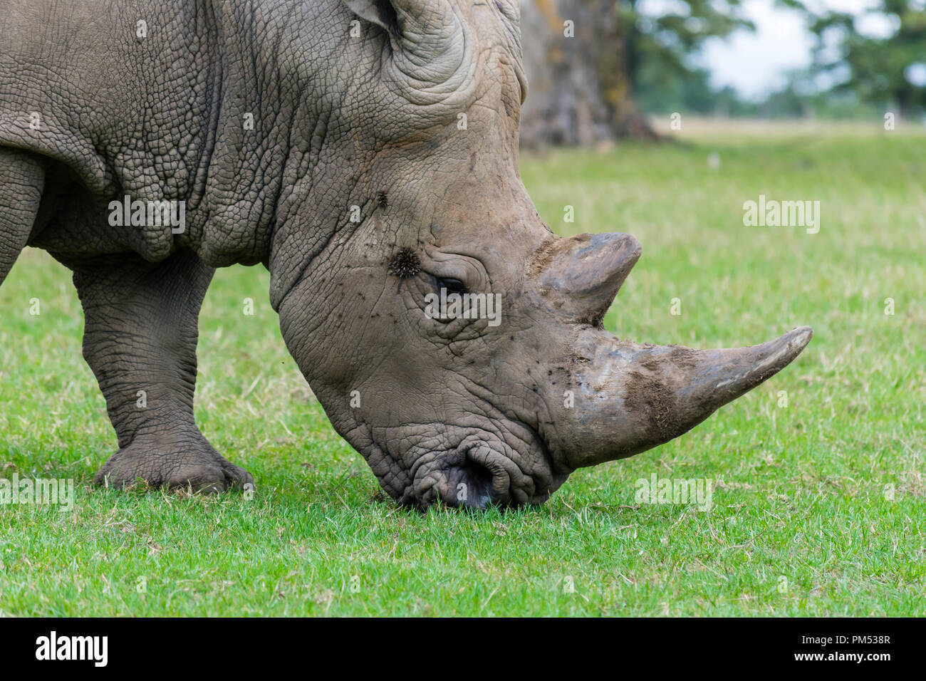 White Rhino Grazing Stock Photo