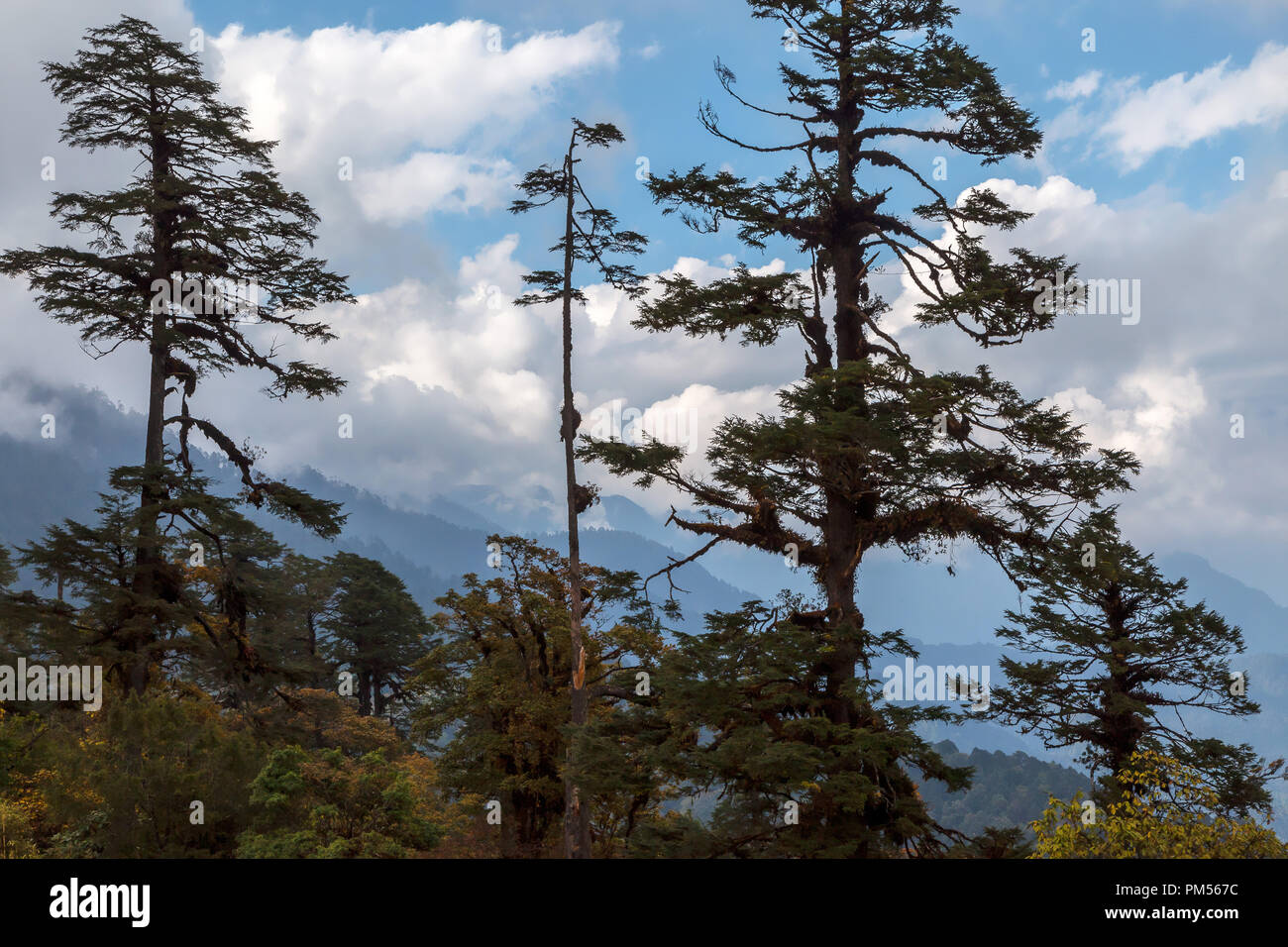 Alpine landscape of Bhutan, Bhutan. Stock Photo