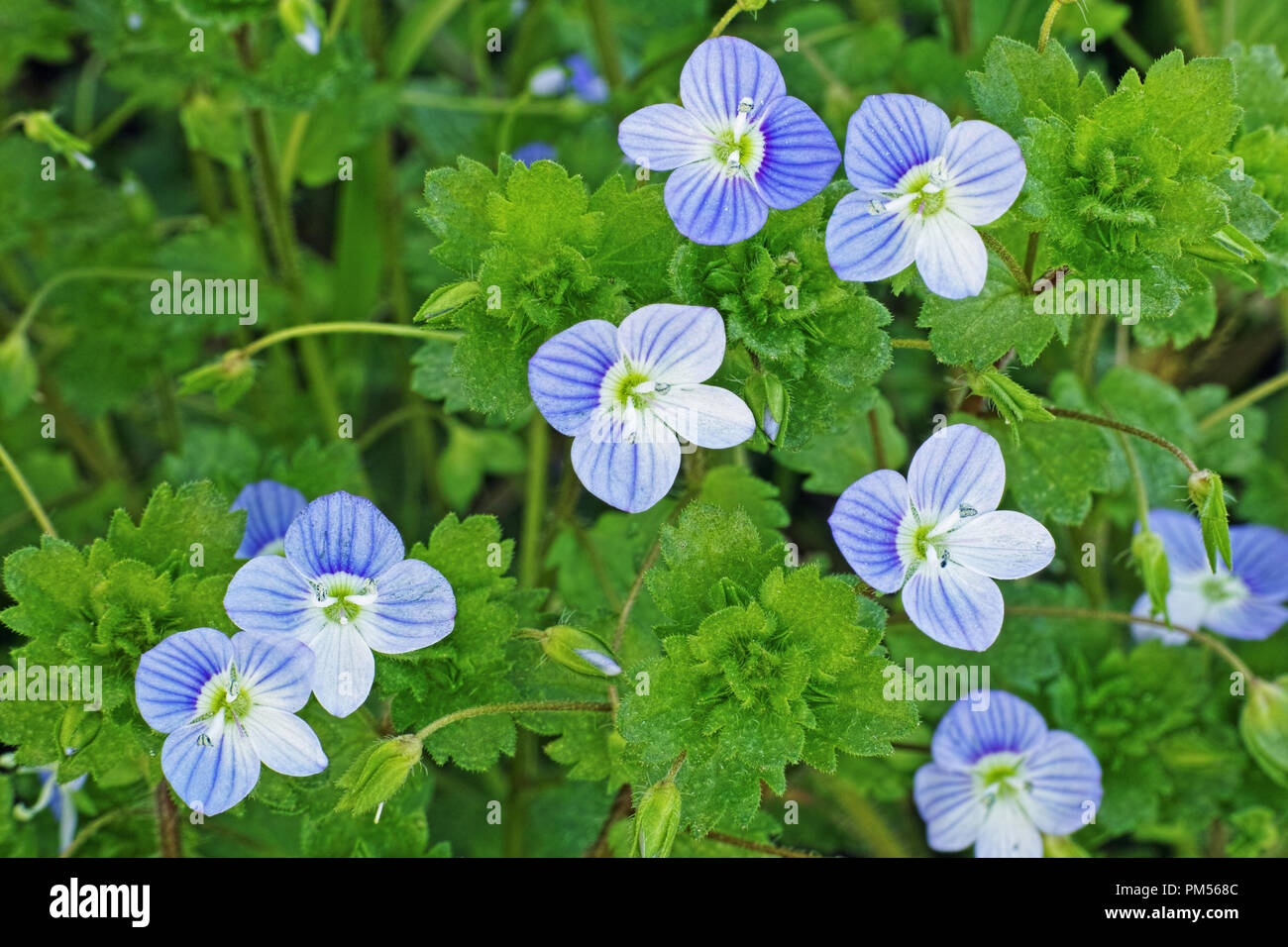 flowers and foliage of germander speedwell Stock Photo