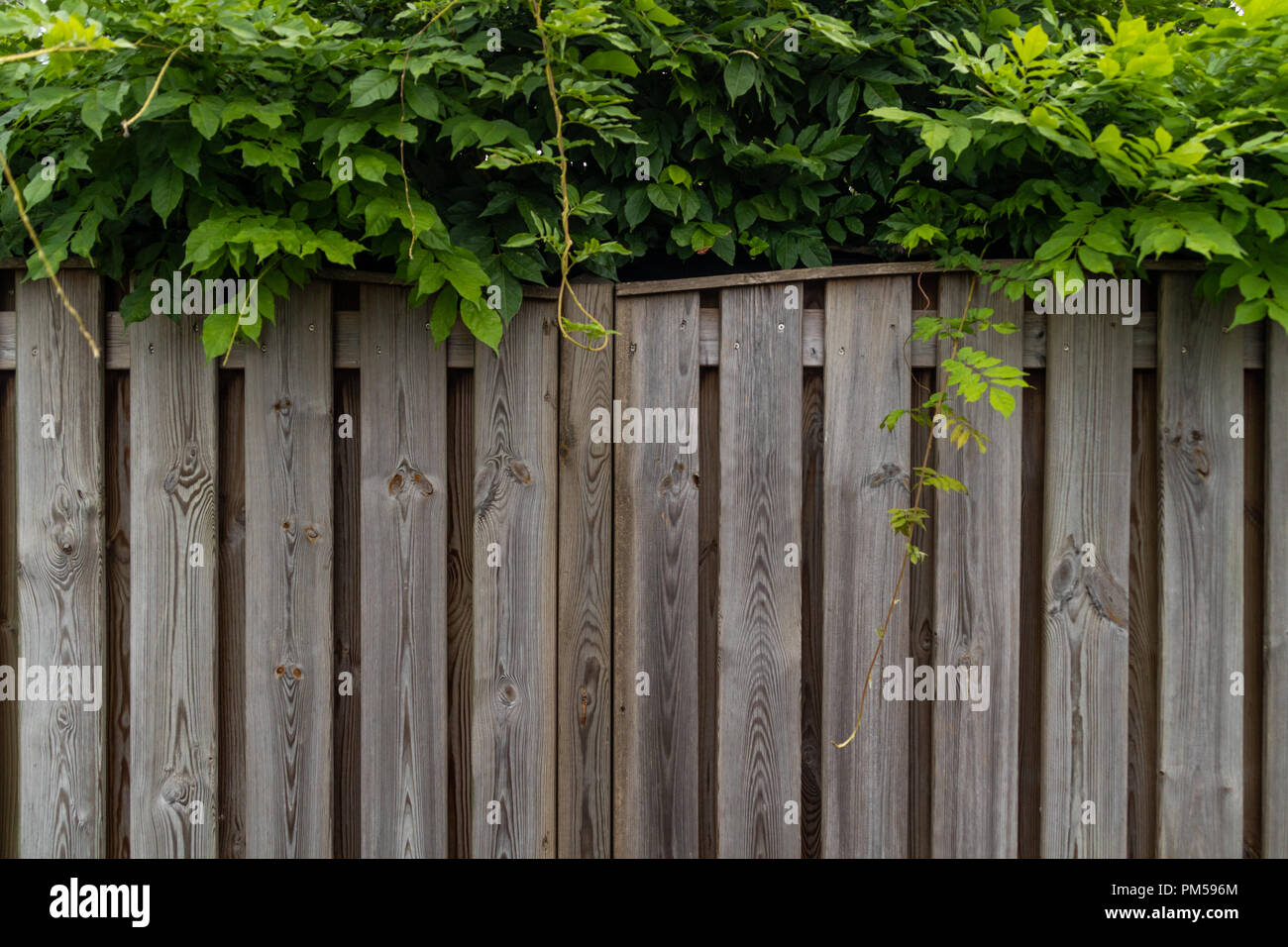 Fence pattern with some foliage growing on top of it Stock Photo