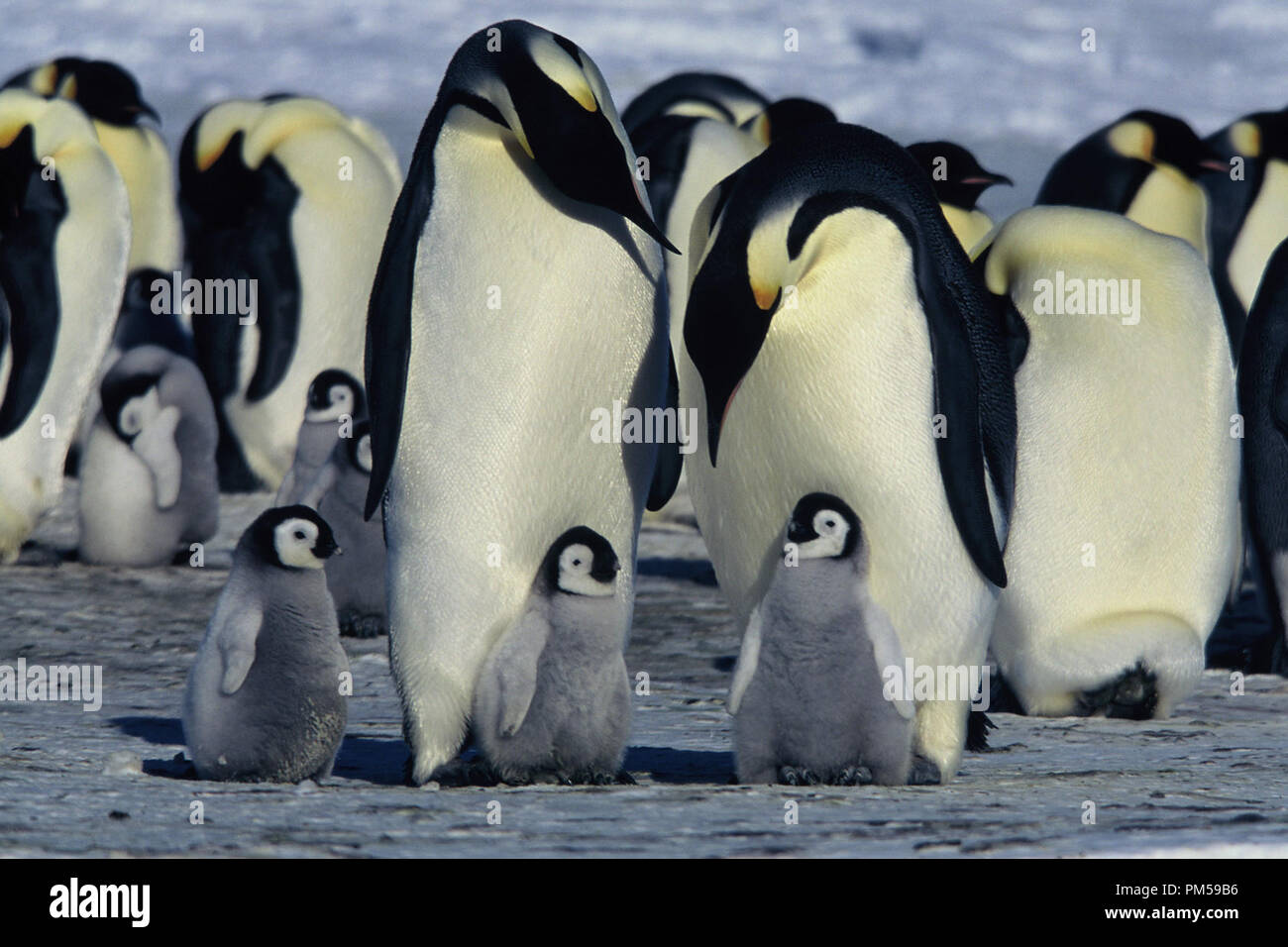 Film Still / Publicity Still from 'March of the Penguins' 2005 © 2005 National Geographic  File Reference # 30736226THA  For Editorial Use Only -  All Rights Reserved Stock Photo