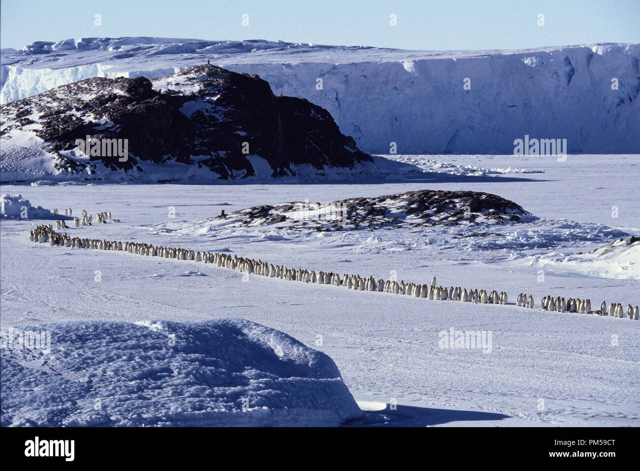 Film Still / Publicity Still from 'March of the Penguins' 2005 © 2005 National Geographic  File Reference # 30736230THA  For Editorial Use Only -  All Rights Reserved Stock Photo