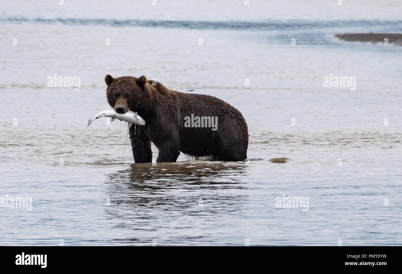 USA, Alaska, Lake Clark, Brown bear (Ursus arctos) catching salmon Stock Photo
