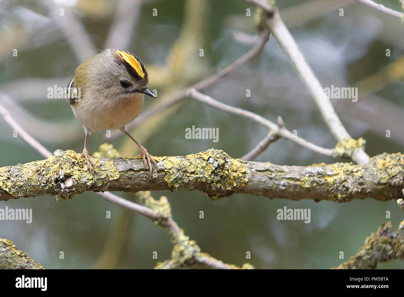 Goldcrest, Regulus regulus, the UK's smallest bird eats tiny morsels like spiders, moth eggs and other small insect food. Stock Photo
