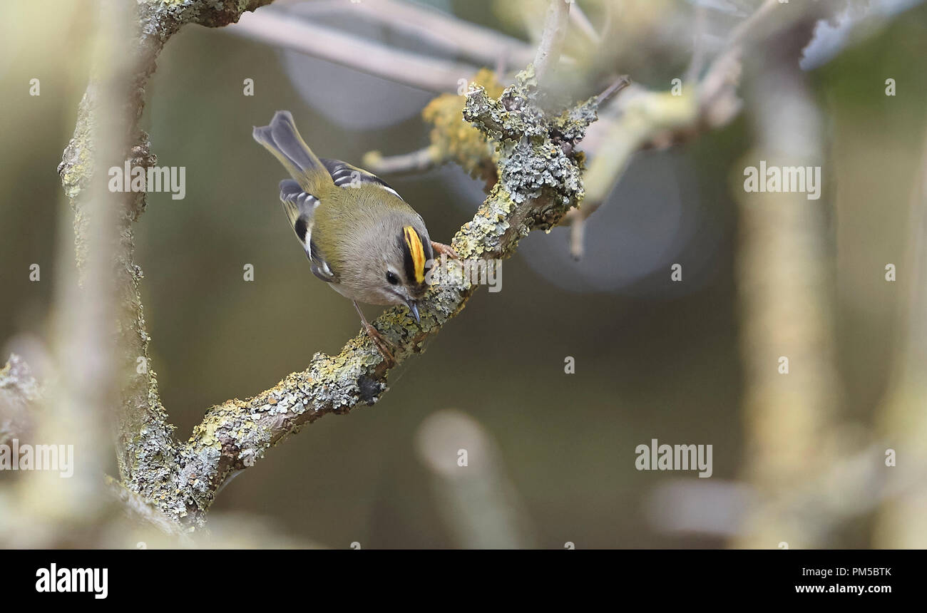 Goldcrest, Regulus regulus, the UK's smallest bird eats tiny morsels like spiders, moth eggs and other small insect food. Stock Photo