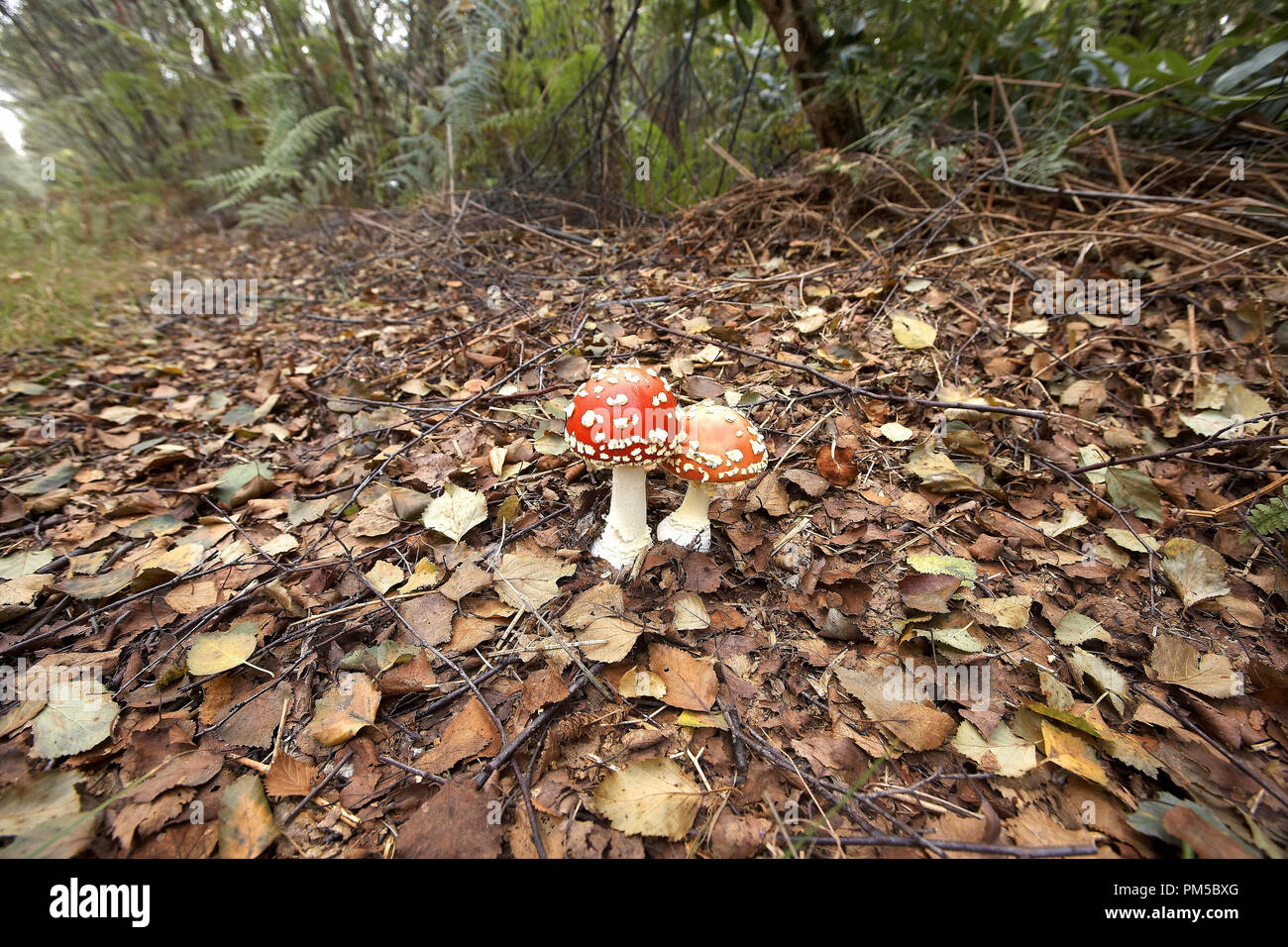 Fly agaric, Amanita muscaria, mushrooms growing on woodland floor. Stock Photo