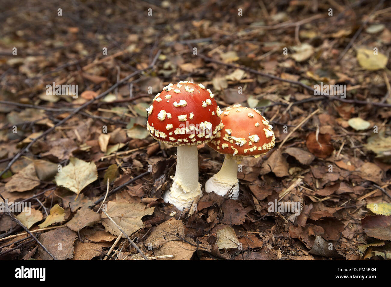 Fly agaric, Amanita muscaria, mushrooms growing on woodland floor. Stock Photo