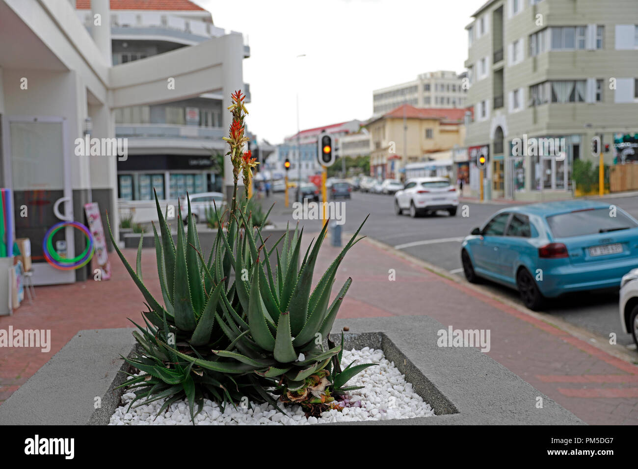 Aloe plant on pavement in Regent Street, Sea Point, Cape Town, South Africa  Stock Photo - Alamy