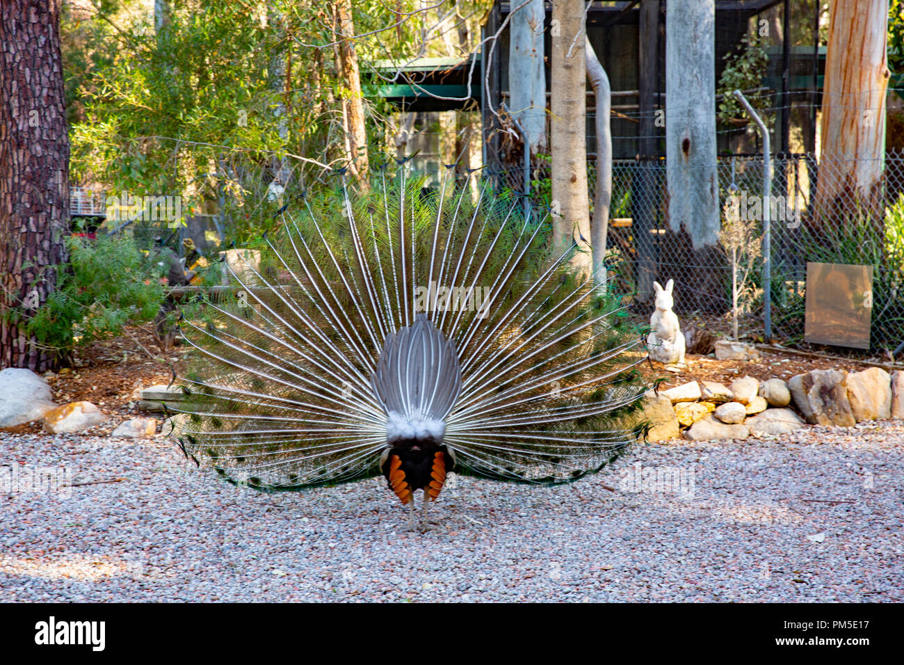 Australian peacock puts on a display in NSW,Australia Stock Photo Alamy