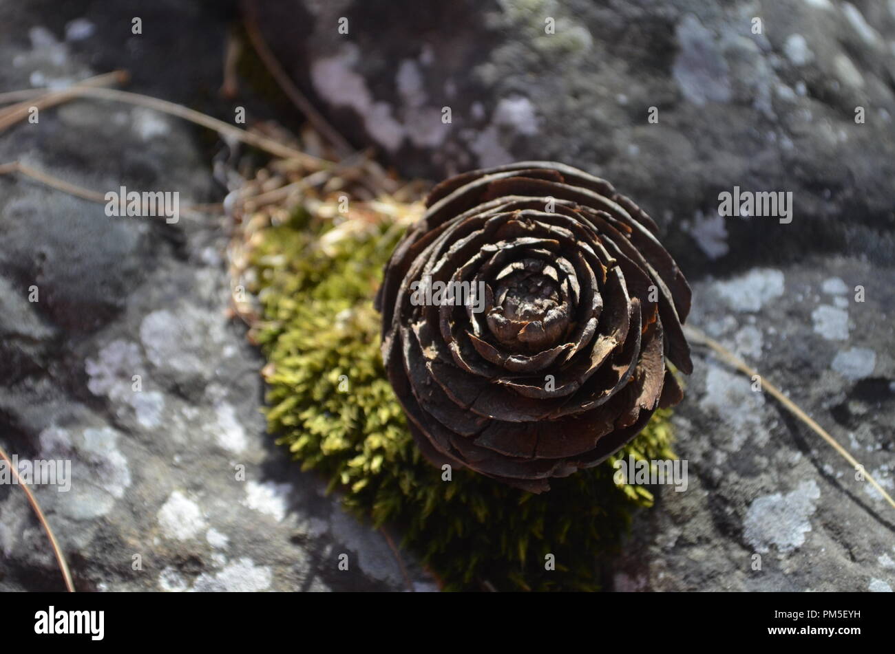 Pine shell. pinesare sun loving trees that don't grow well under shady