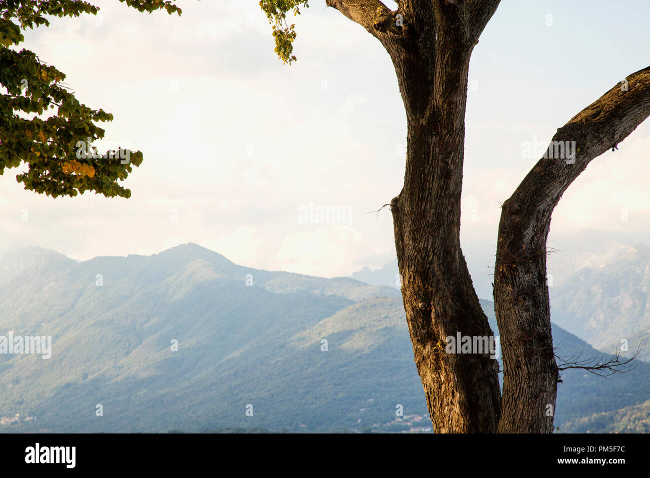 Tree over mountains landscape and sky, horizontal image Stock Photo - Alamy