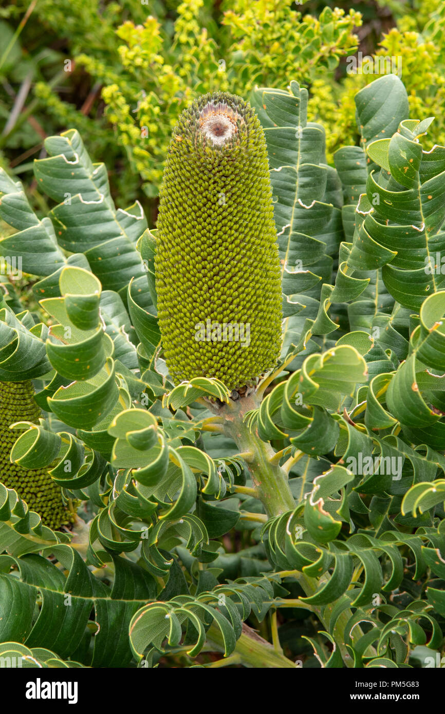 Banksia grandis, Bull Banksia Stock Photo Alamy