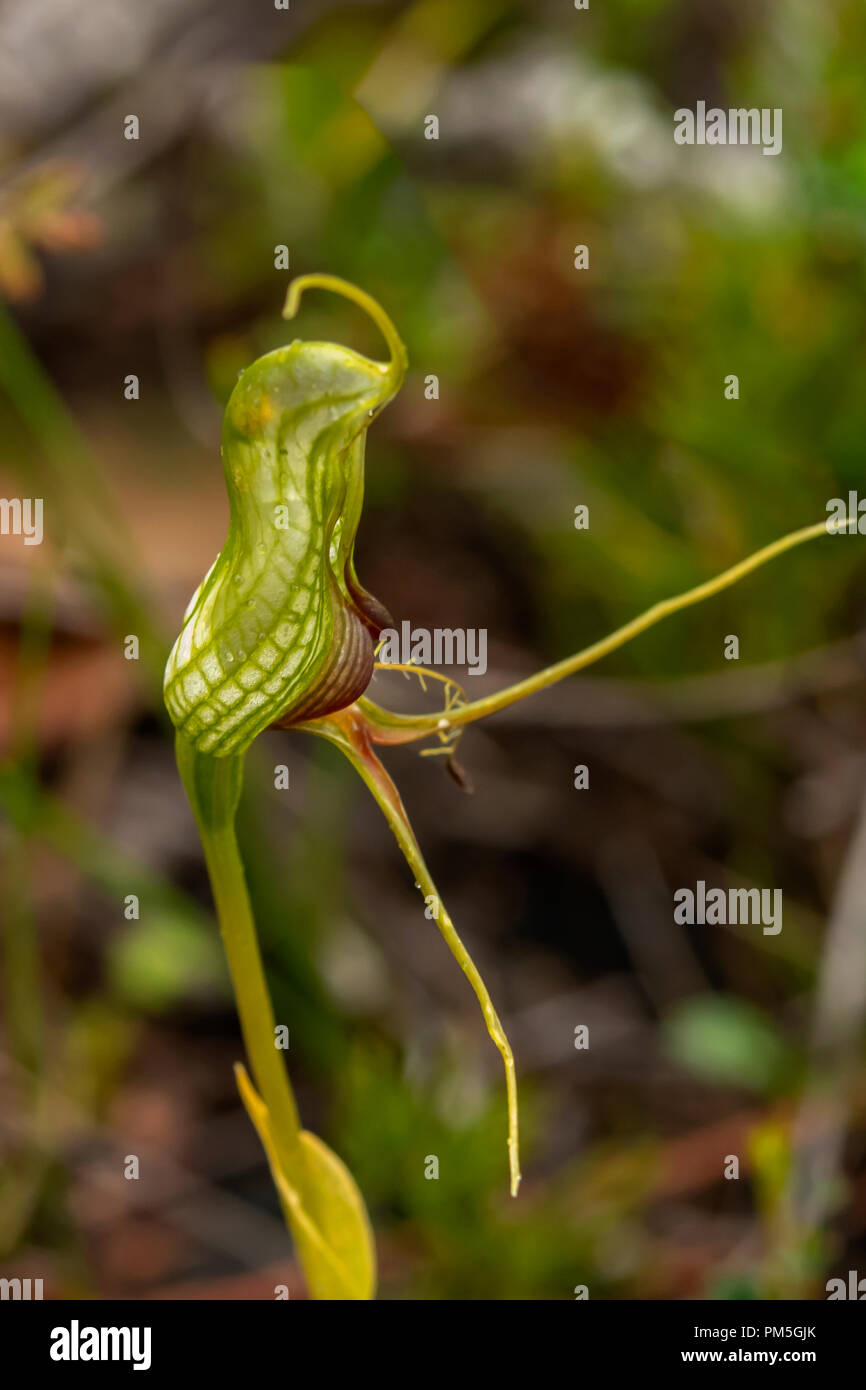 Pterostylis barbata, Western Bird Orchid Stock Photo