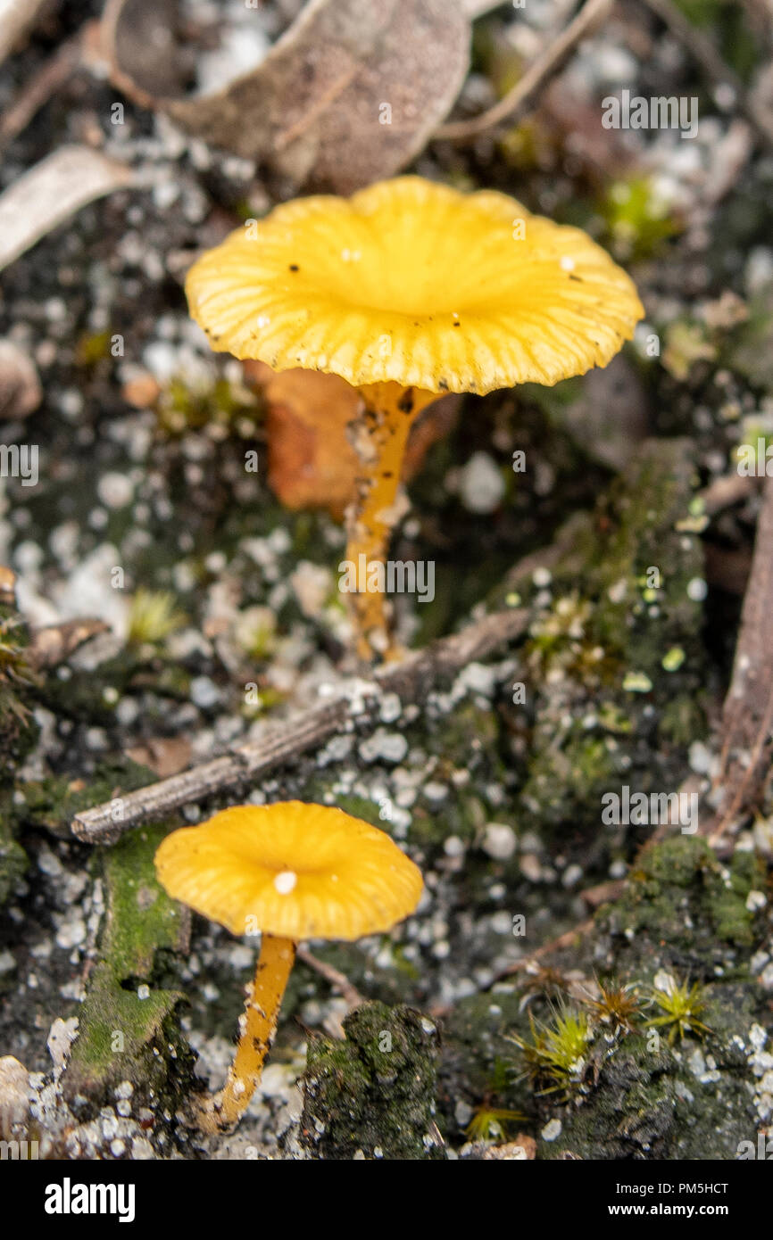 Omphalina chromacea, Yellow Navel Stock Photo