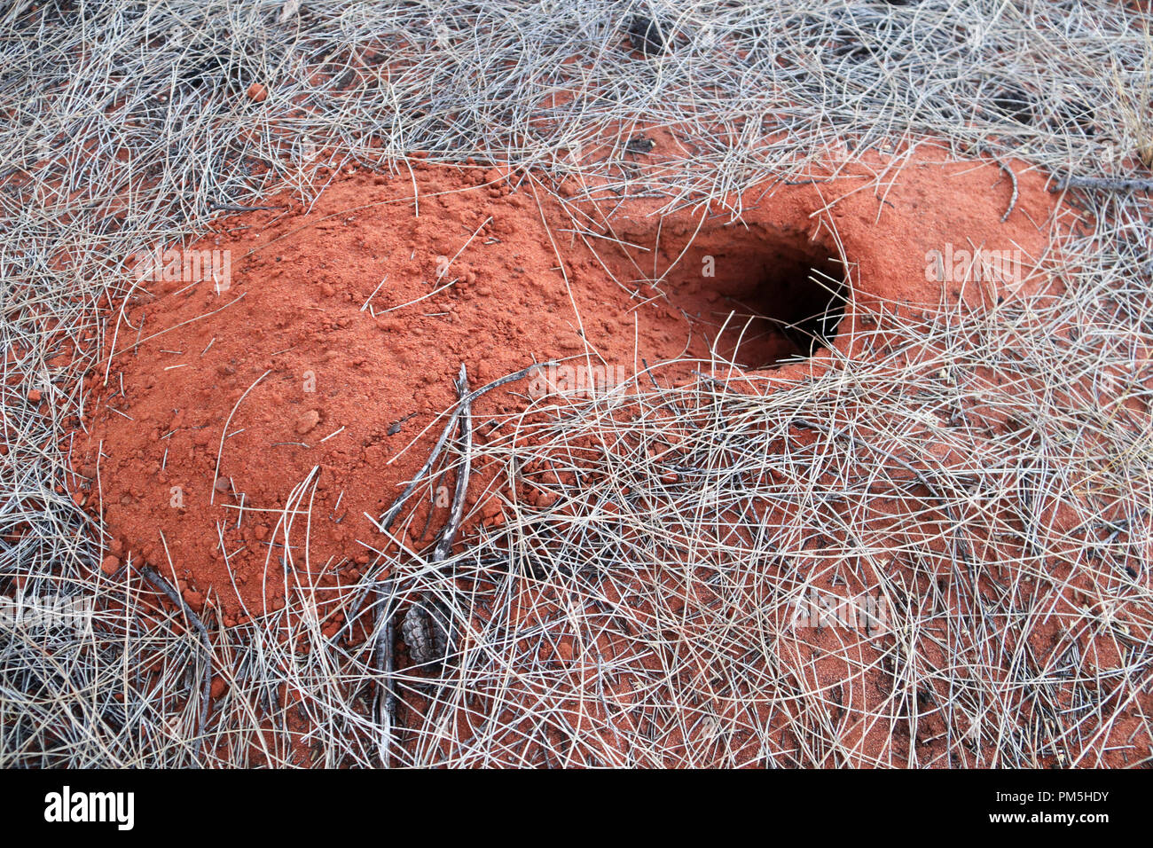 Animal burrow in the Australian outback surrounded by desert oak tree needles. Stock Photo