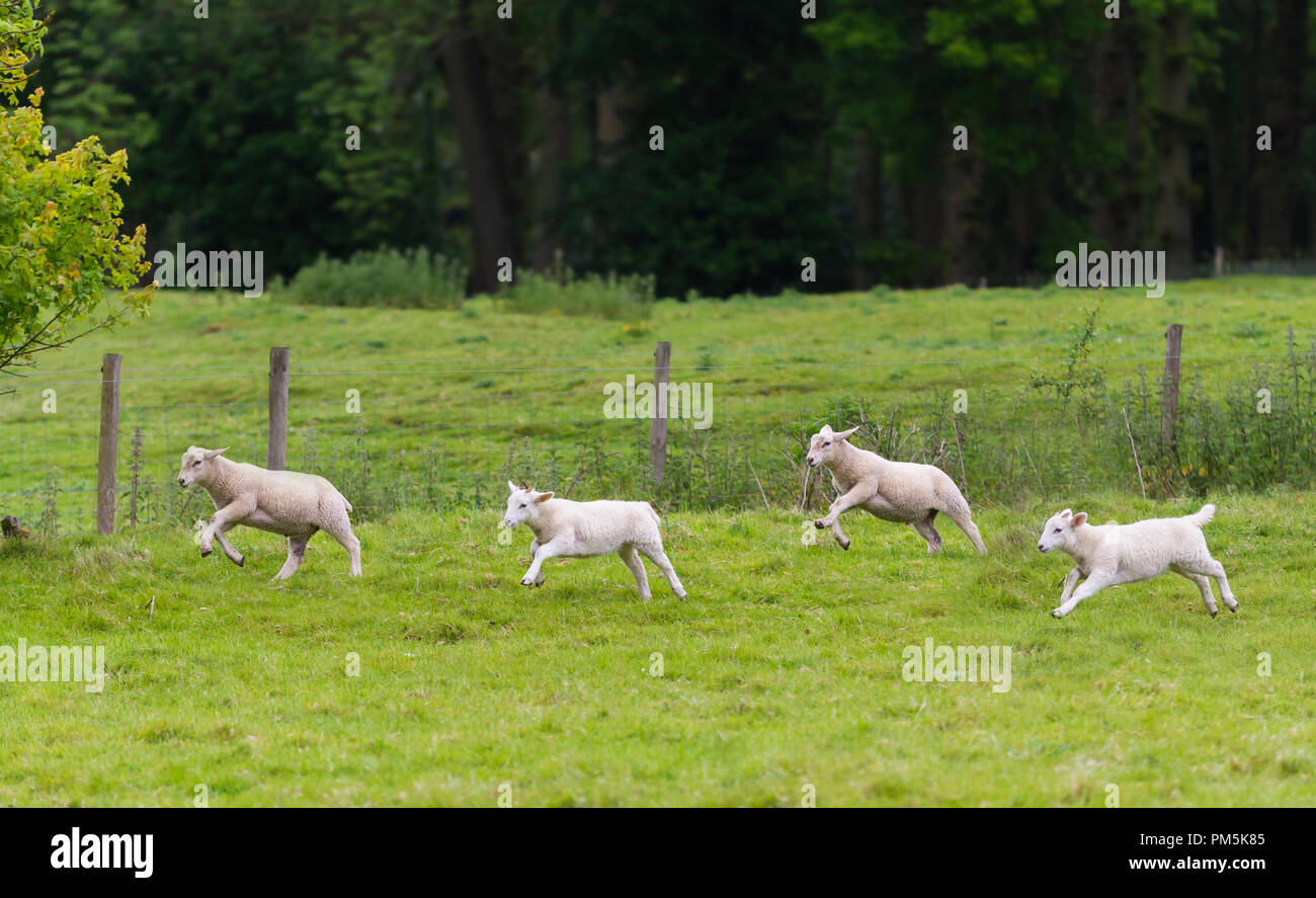 White lambs running across a field in Spring in the countryside in West Sussex, England, UK. Stock Photo