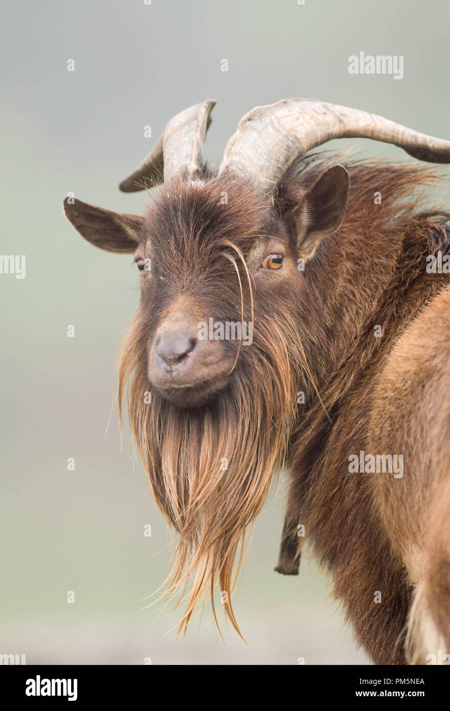 Goat beard hires stock photography and images Alamy