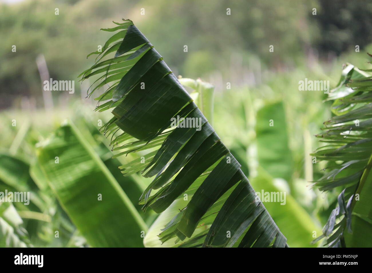 Banana Tree Leaf Stock Photo Alamy