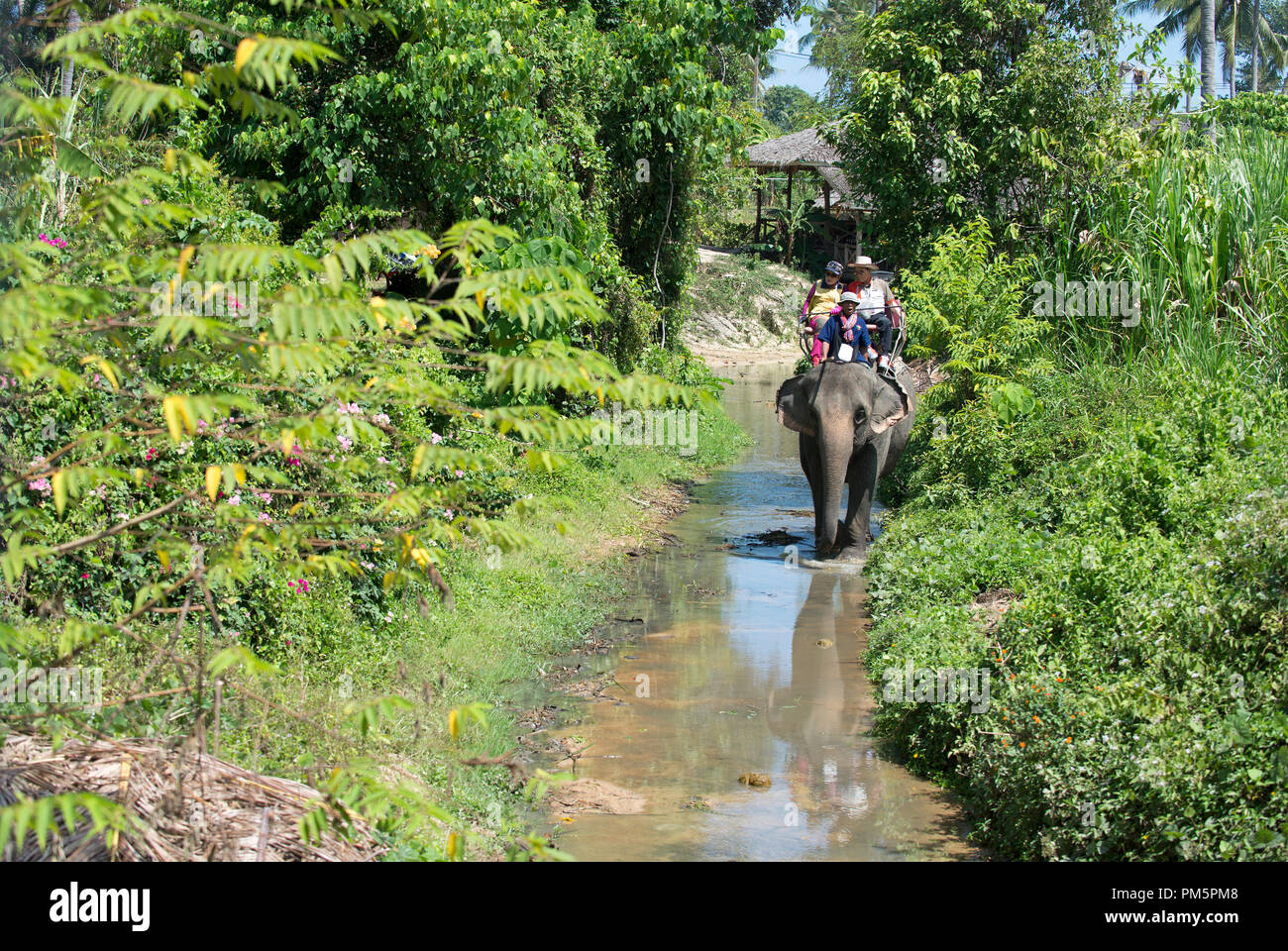 Thailand; Koh Samui; Elephant (Elephas maximus) with tourists for a small round trip in the jungle Stock Photo