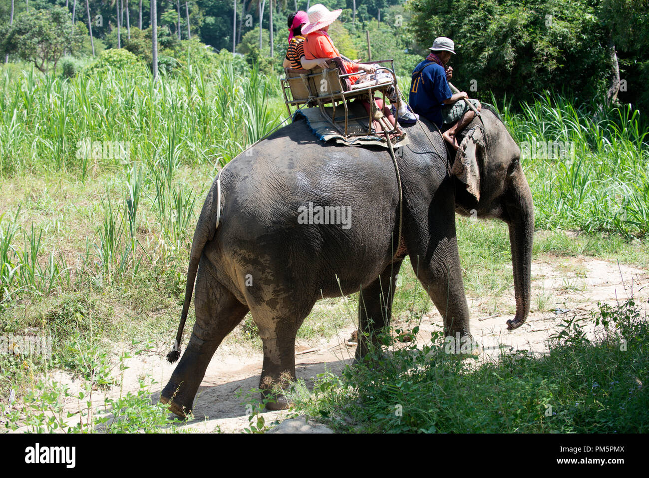 Thailand; Koh Samui; Elephant (Elephas maximus) with tourists for a small round trip in the jungle Stock Photo