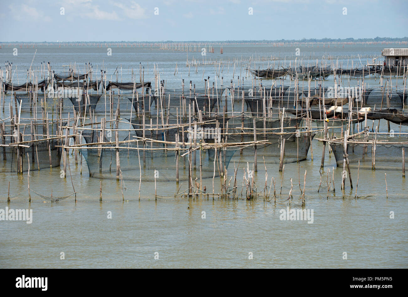 Thailand, Songkhla, Koh Yo, Aquacultural farm, Freshwater fish farming