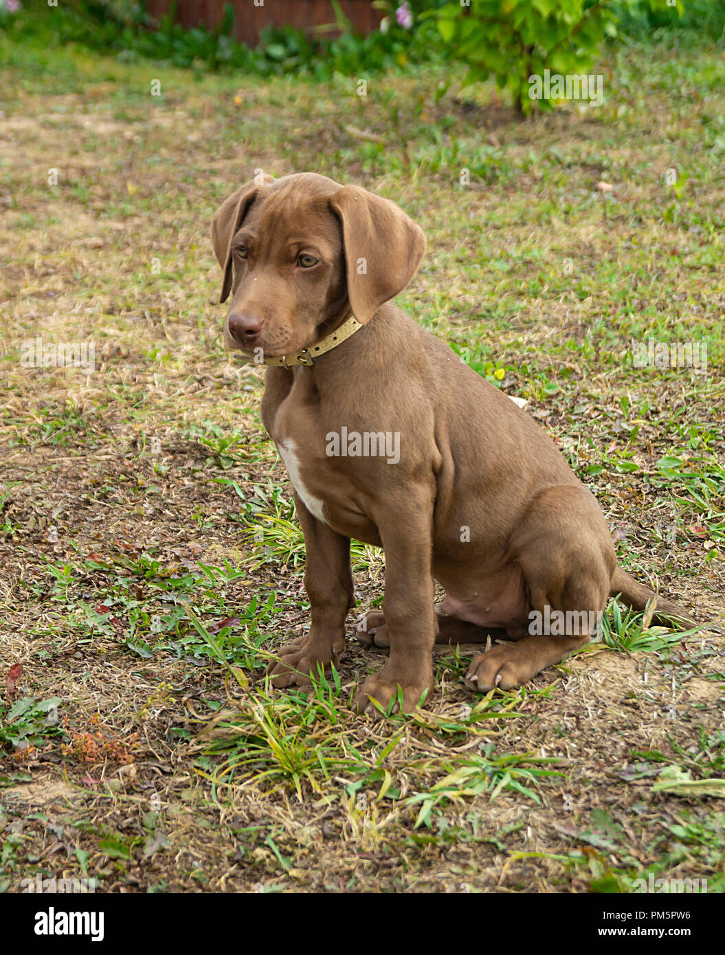 Small puppy of the german dog of the sort Kurzxaar on background of the land with green herb Stock Photo