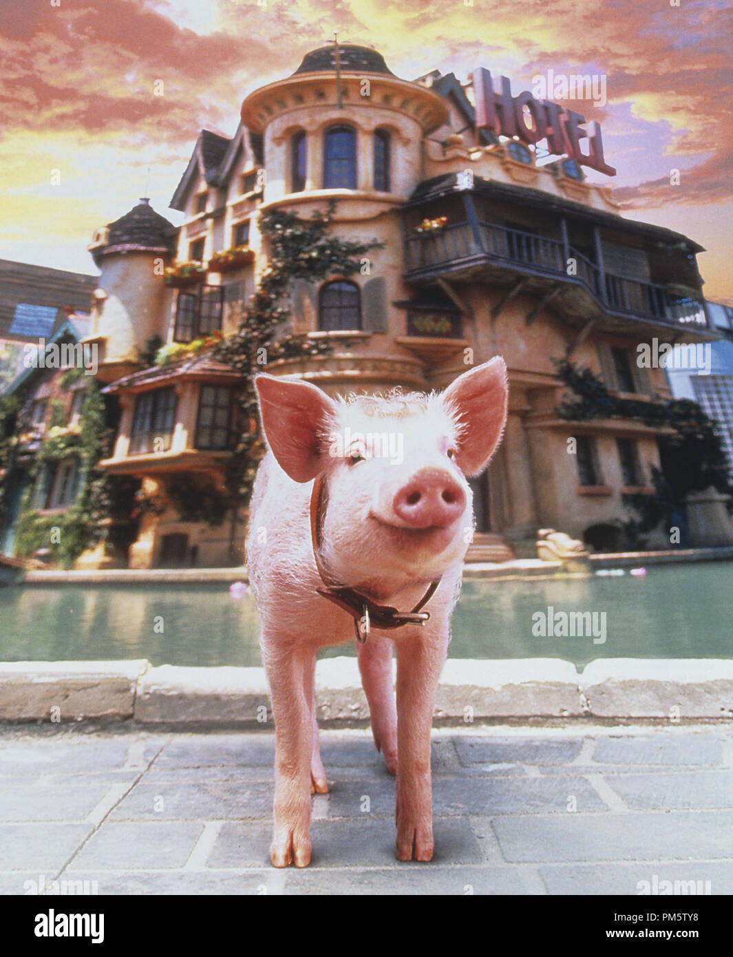 Archive photo pig hi-res stock photography and images - Alamy