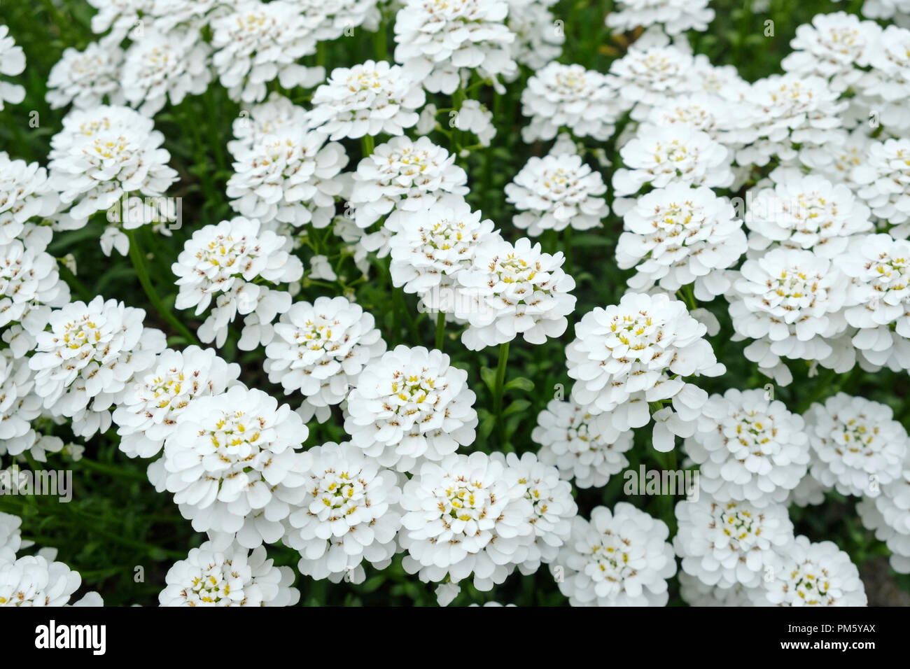 Close-up of the white flowers of Iberis sempervirens,(Iberis commutata) perennial candytuft Stock Photo