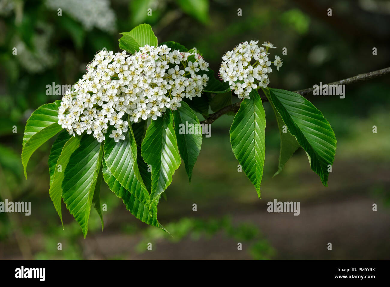 Close-up of Sorbus caloneura, Small-leaved Whitebeam flowers. Stock Photo