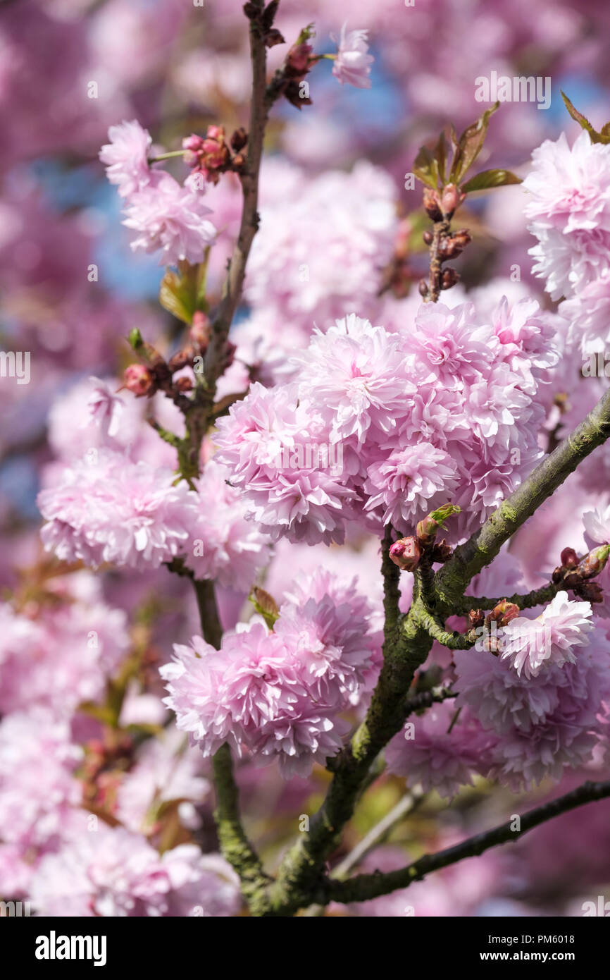 Japanese Flowering Cherry 'Asano', Prunus 'Asano' , Flowering Tree, Pink flowers, Double pink prunus, double pink cherry blossom. Stock Photo
