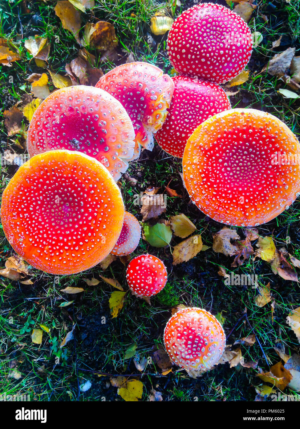 Red flat cap mushroom hires stock photography and images Alamy
