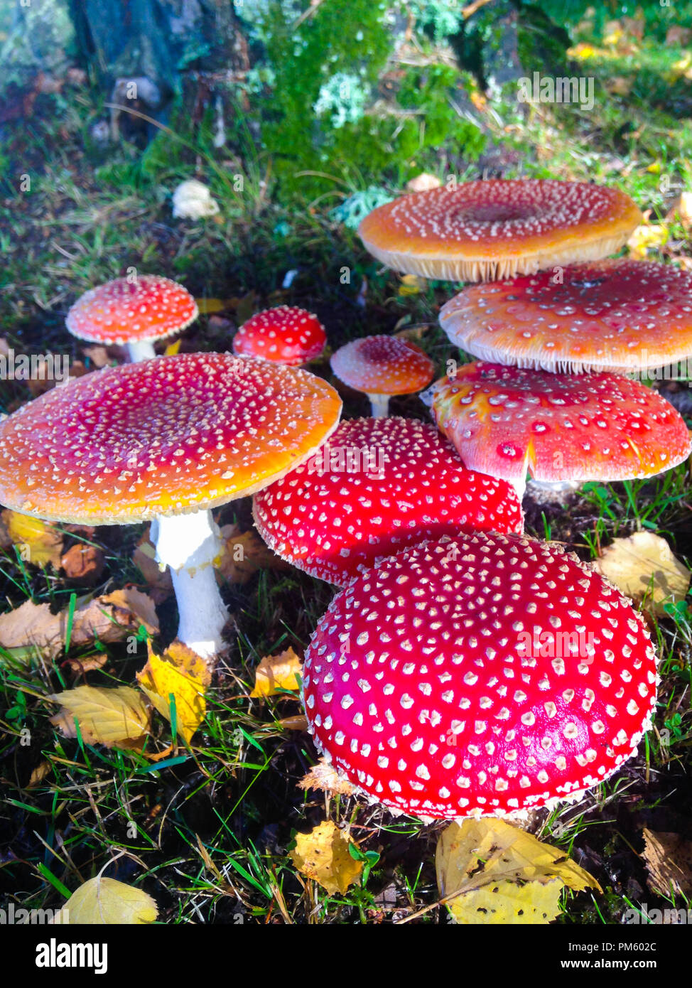 Magical little red mushroom garden in autumn vertical Stock Photo Alamy