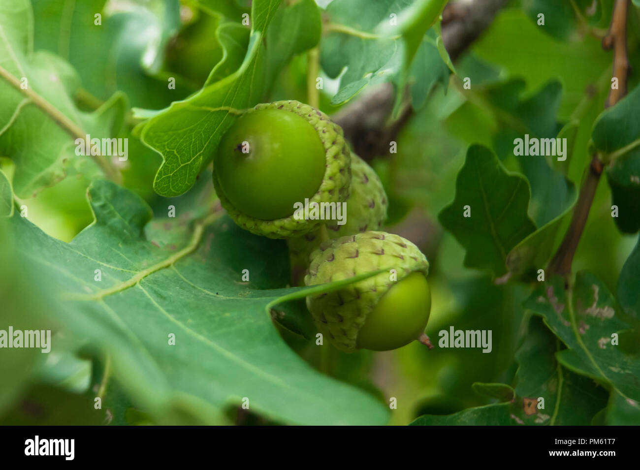 Acorns Growing On Oak Tree High Resolution Stock Photography and Images Alamy