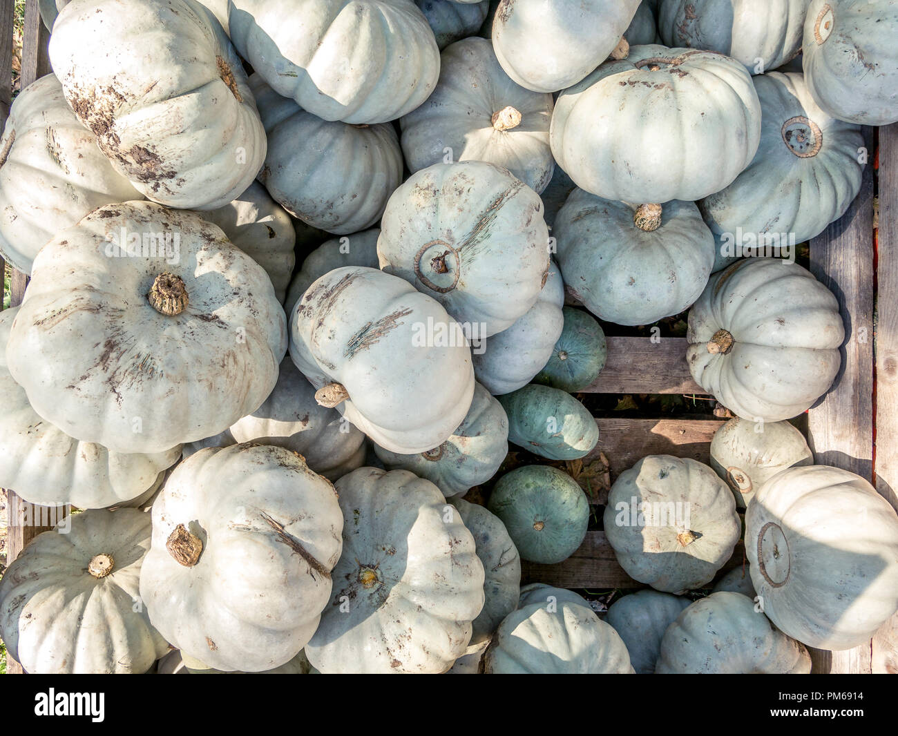 Image of close up view on crown-prince pumpkins Stock Photo