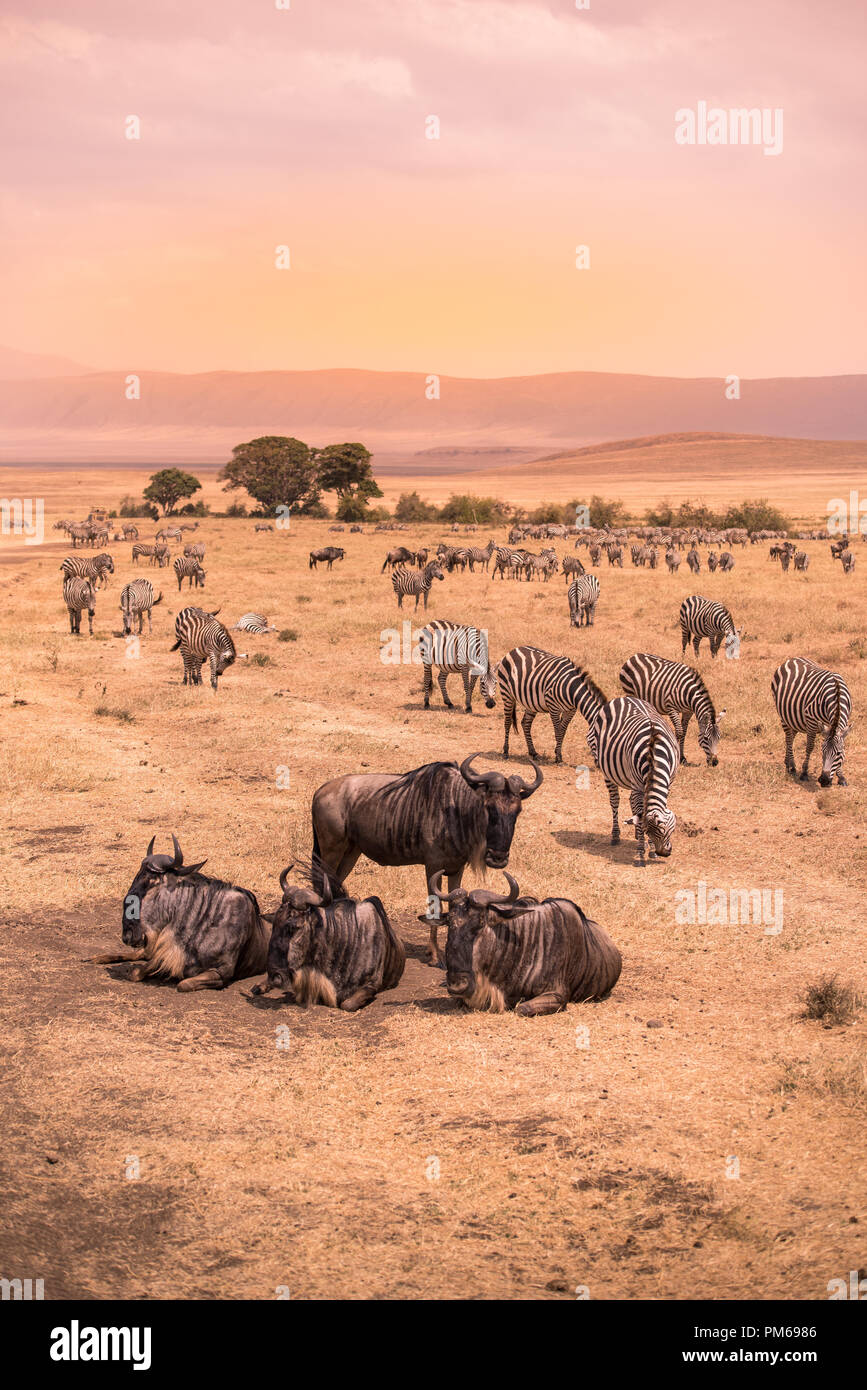 Landscape of Ngorongoro crater -  herd of zebra and wildebeests (also known as gnus) grazing on grassland  -  wild animals at sunset - Ngorongoro Cons Stock Photo