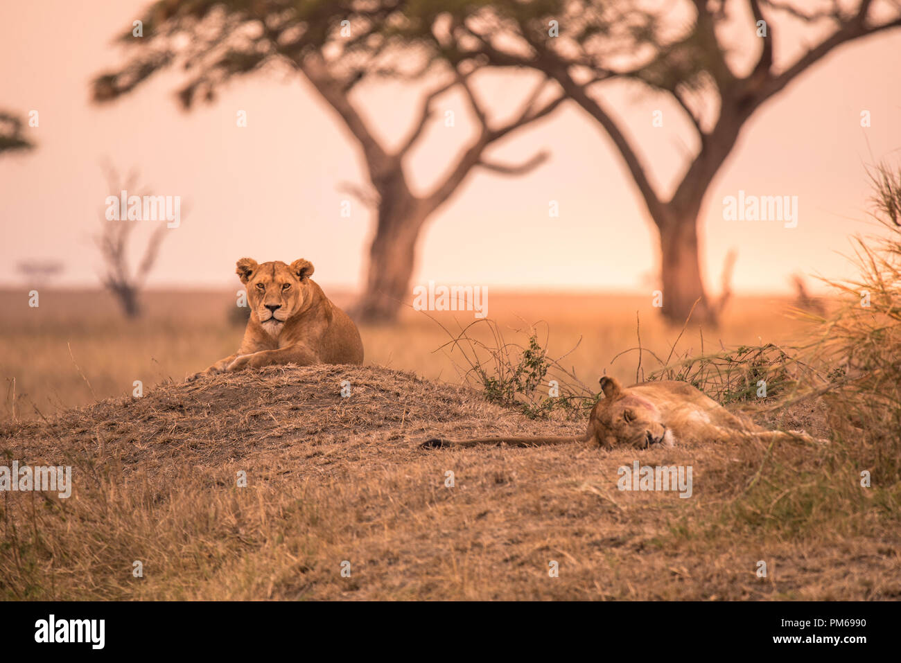 Female African Lion (Panthera leo) on top of a hill in Tanzania's Savannah at sunset - Serengeti National Park, Safari in Tanzania Stock Photo