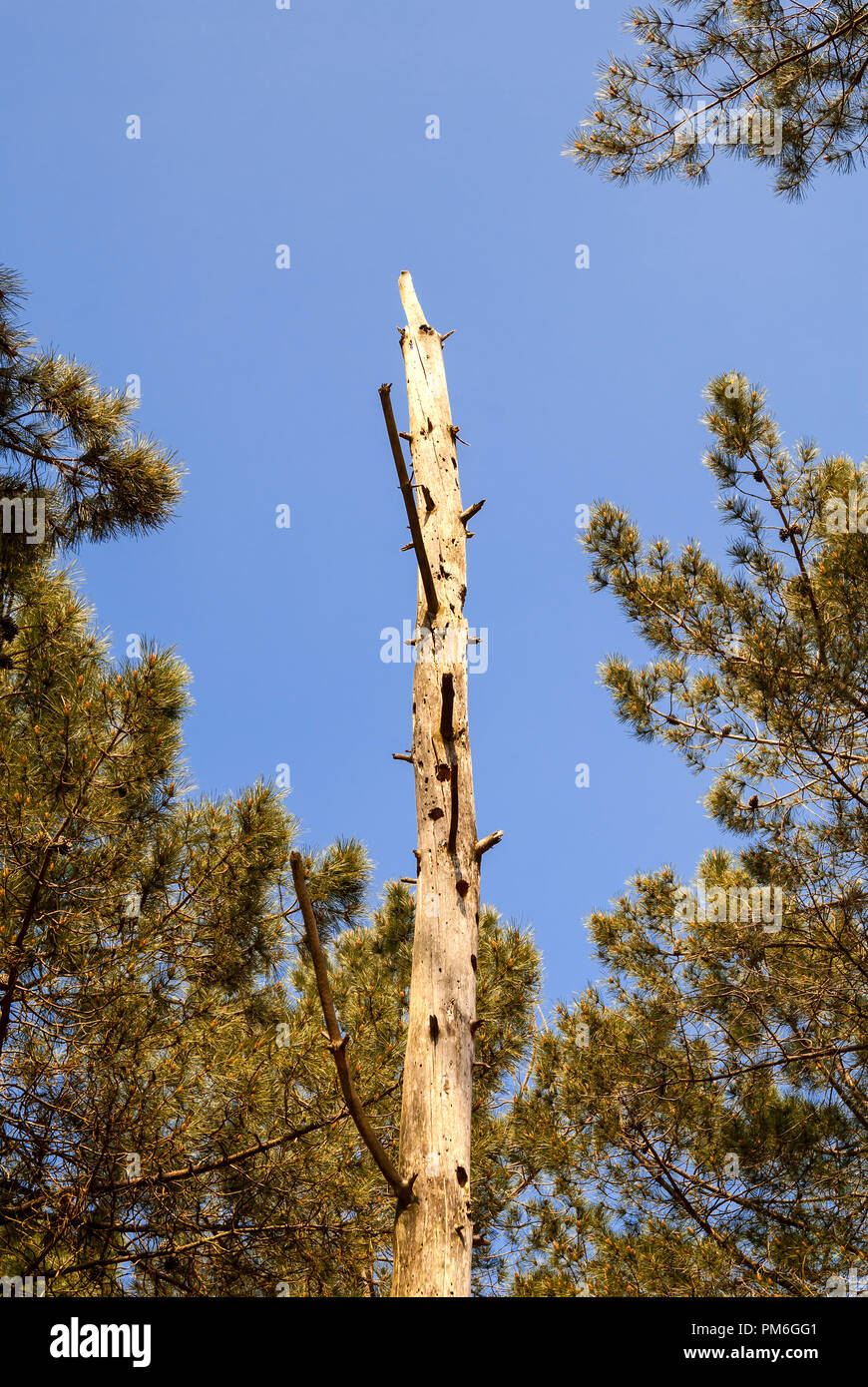 Dead pine tree trunk - France. Stock Photo