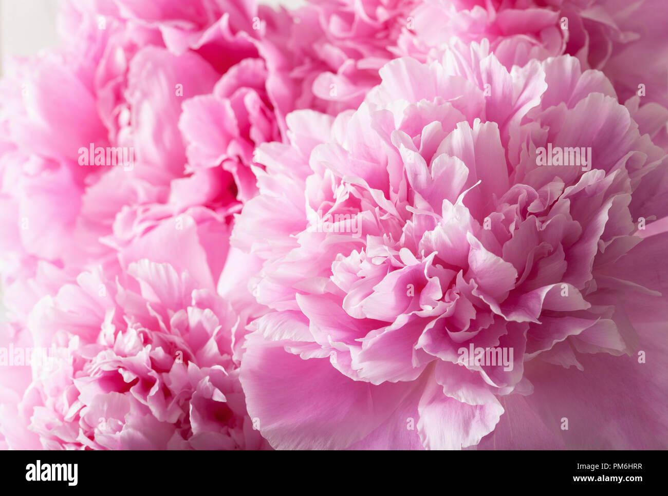 beautiful pink peony flower background Stock Photo - Alamy