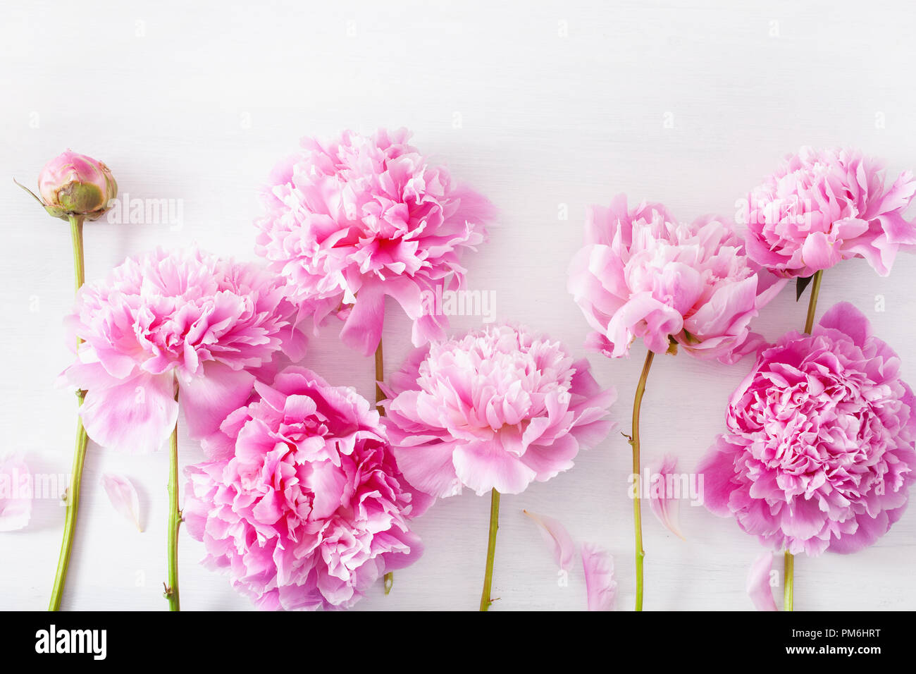 beautiful pink peony flower background Stock Photo - Alamy