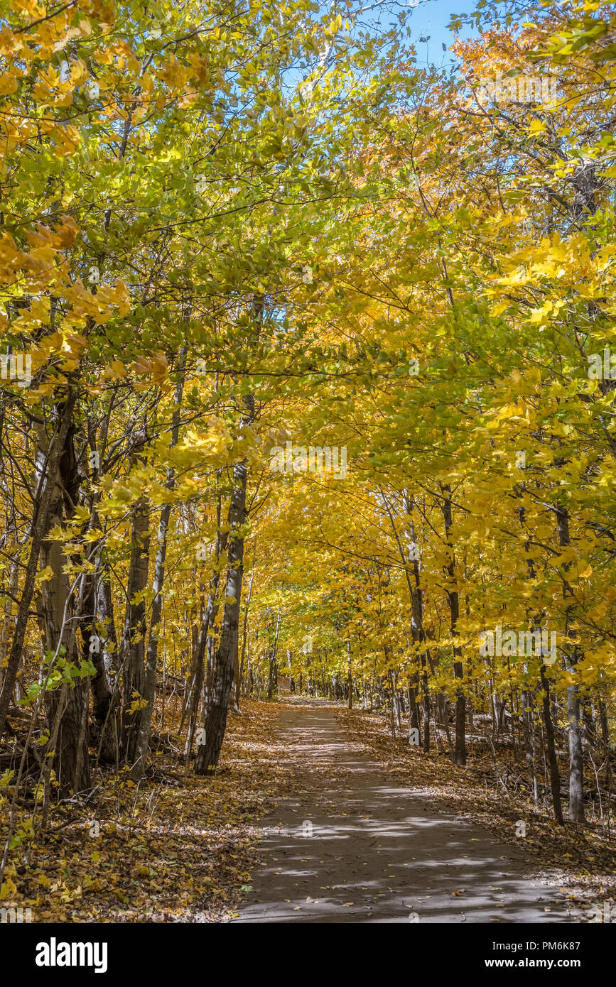 Shady path through a forest of golden yellow birch and maple leaves Stock Photo