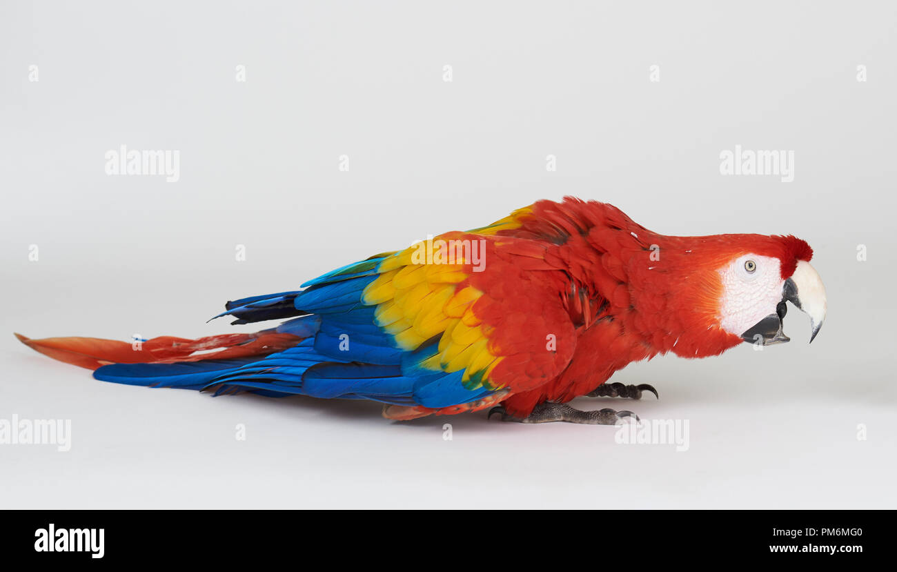 White parrot with red beak hi-res stock photography and images - Alamy