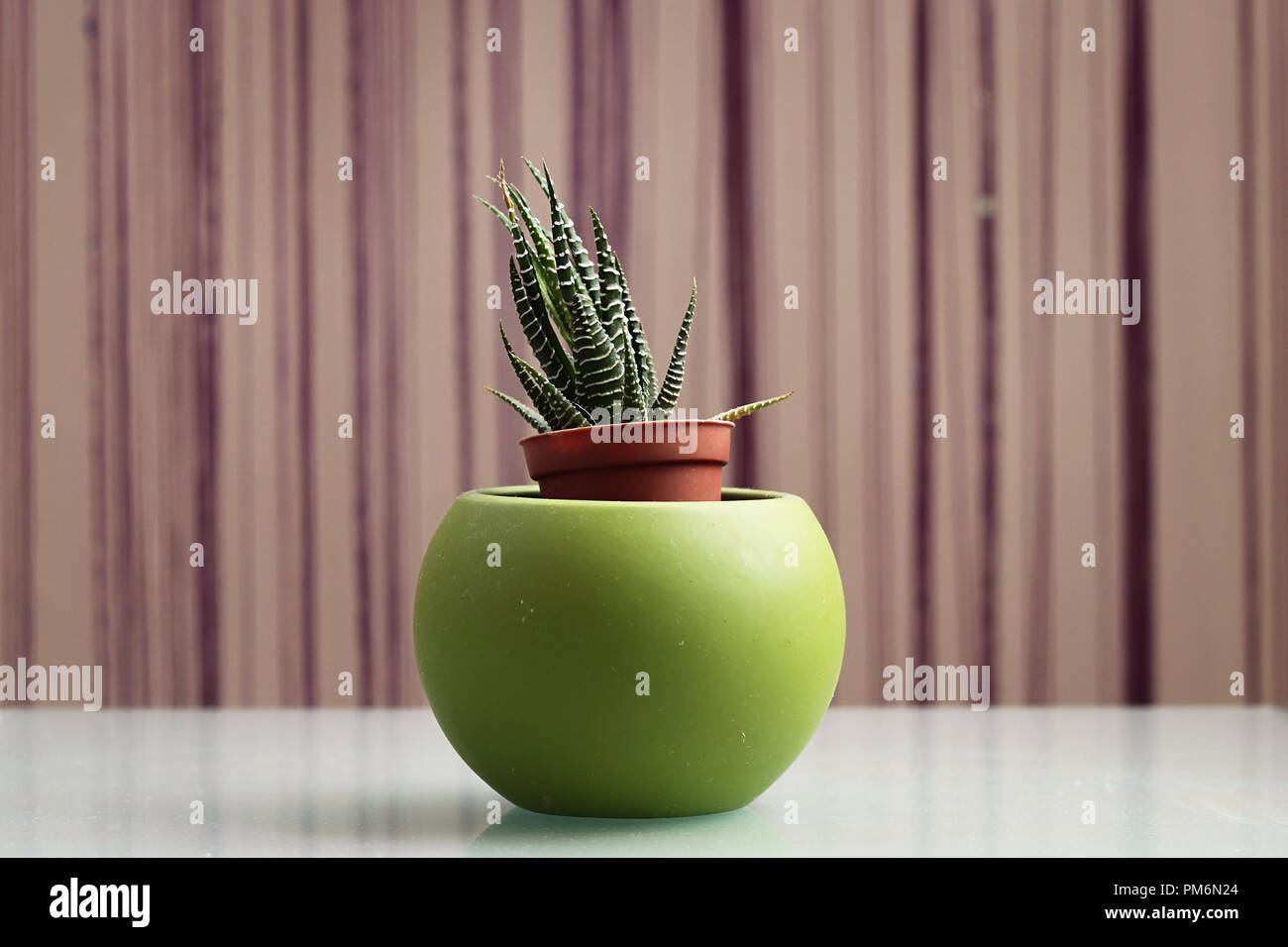 A succulent plant, Haworthiopsis Fasciata formerly Haworthia Fasciata, in a pot against a modern background. Stock Photo