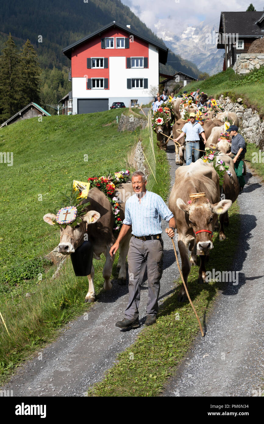 Wassen, Switzerland, September 15 2018: Ceremonial driving down of cattle from the mountain pastures Susten into the valley of Wassen in Canton Uri in Stock Photo