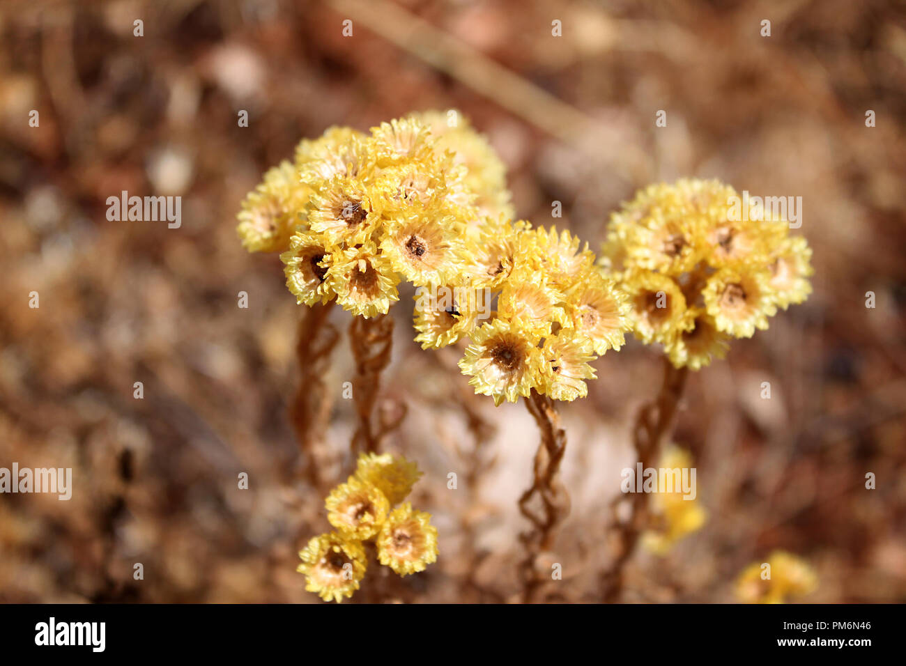 A bunch of immortelle or Helichrysum Yellow flowers in Lebanon Stock