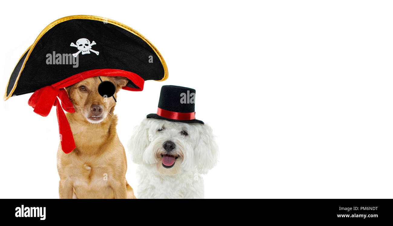 BANNER OF TWO DOGS DRESSED IN A PIRATE  AND MAGICIAN  HALLOWEEN OR CARNIVAL COSTUME HAT. ISOLATED AGAINST WHITE BACKGROUND Stock Photo