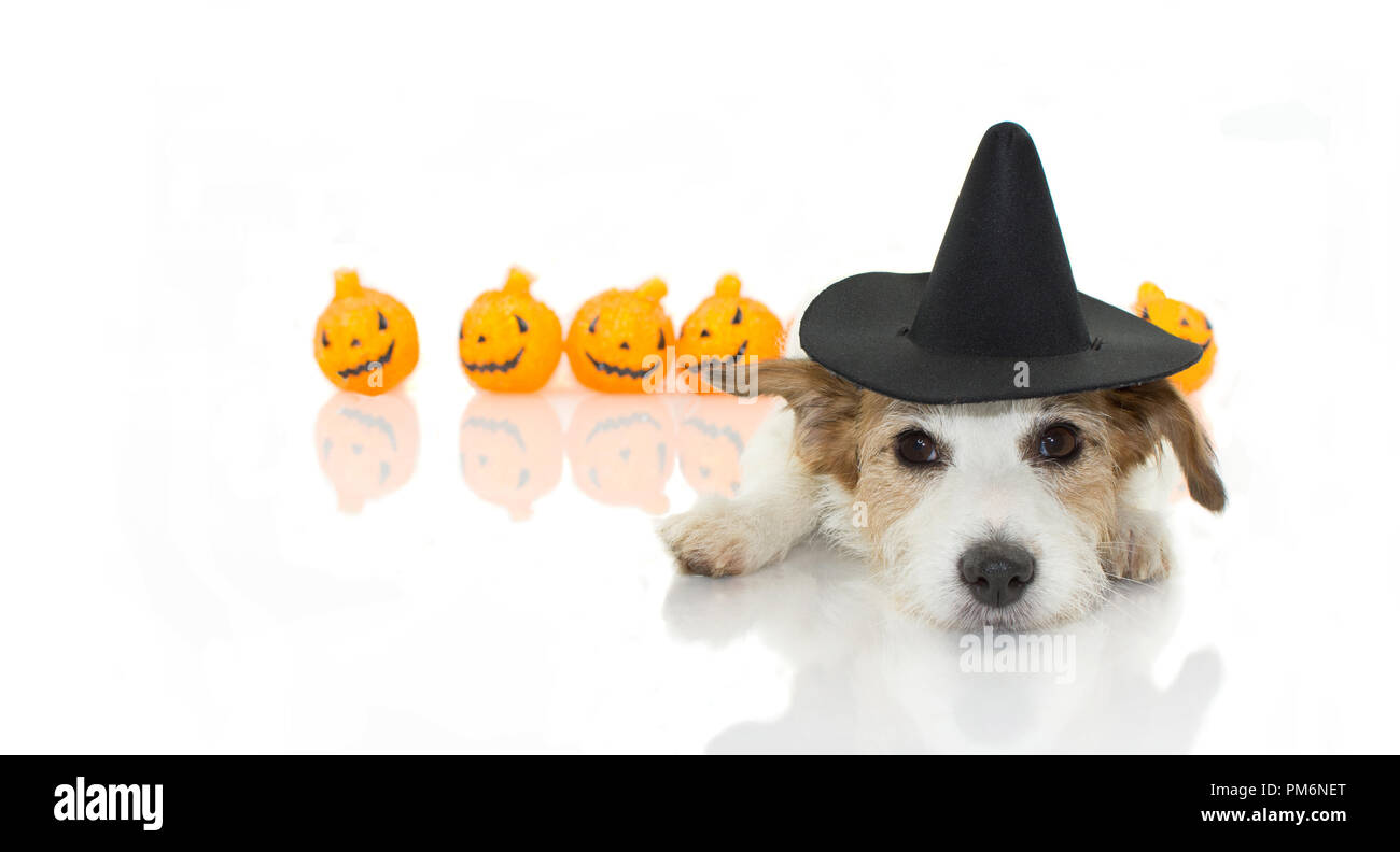 CUTE HALLOWEEN DOG WITCH OR WIZARD HAT COSTUME LYING DOWN AND PUMPKIN ...