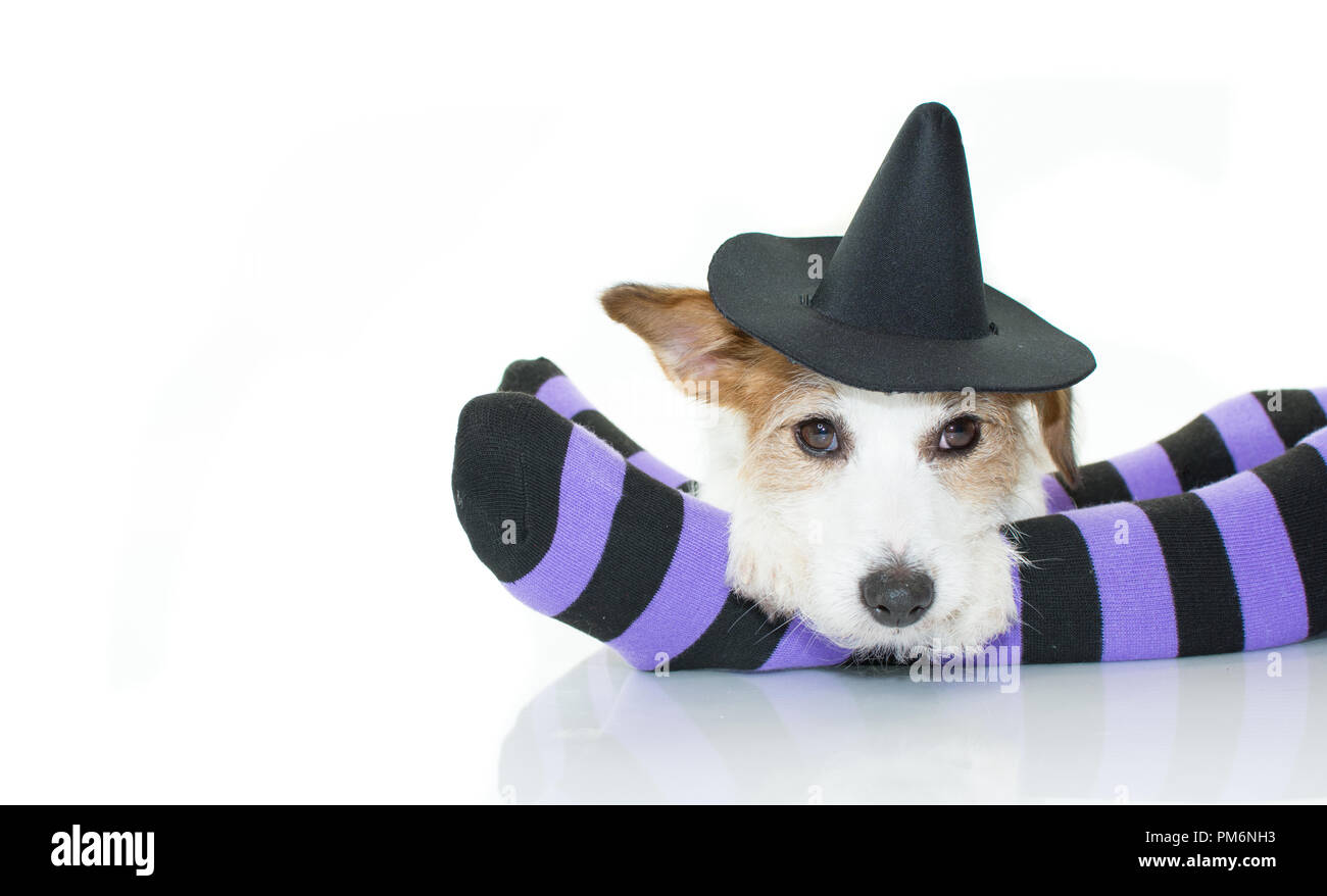 dog wizard hat