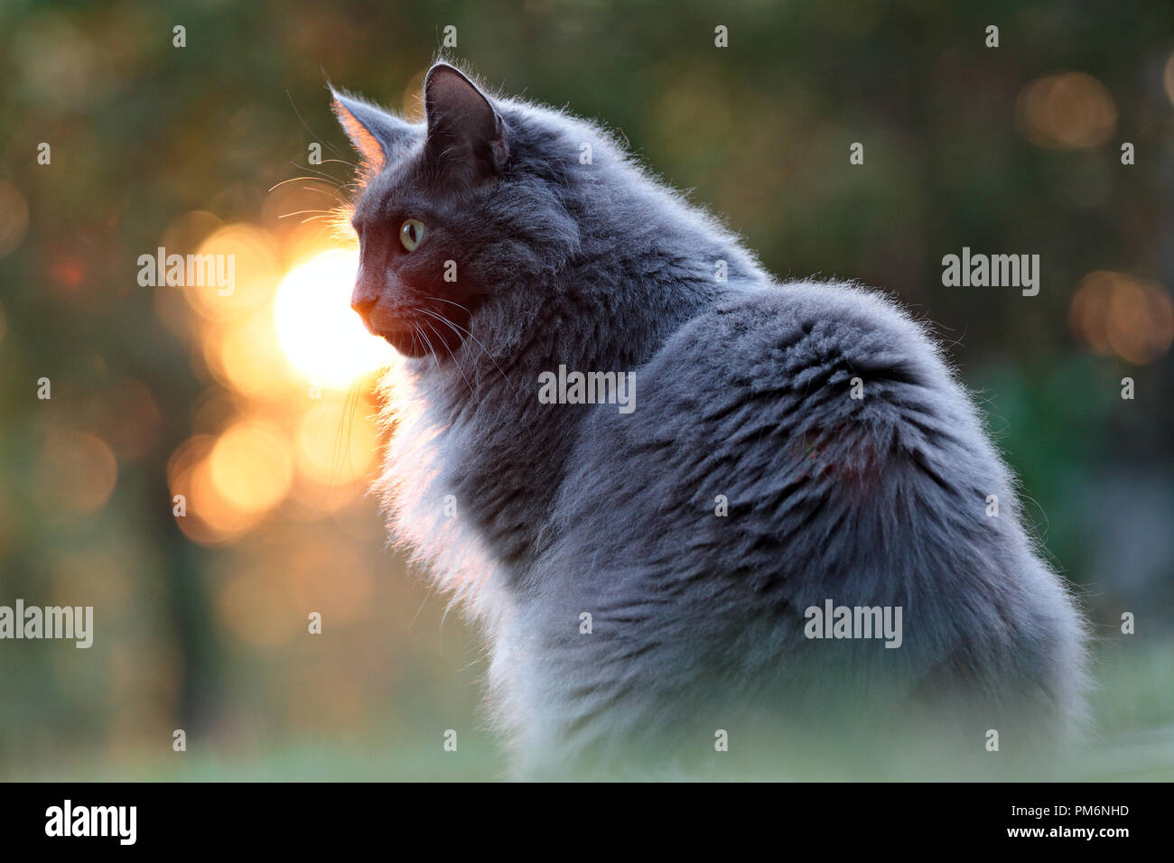 Cat sitting in sunset High Resolution Stock Photography and Images - Alamy