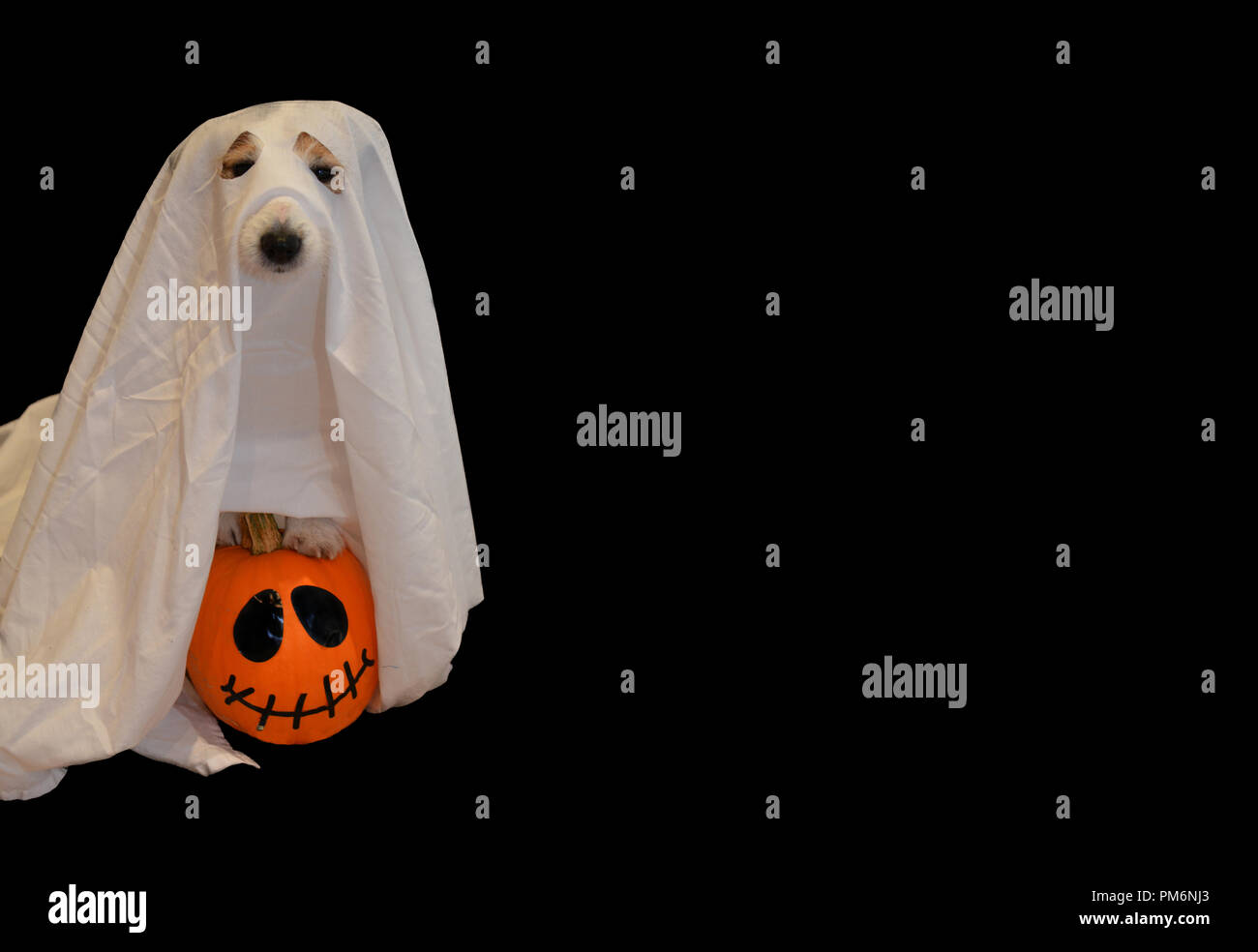 DOG IN A GHOST HALLOWEEN COSTUME UPLOADED IN A PUMPKIN AGAINST BLACK BACKGROUND Stock Photo