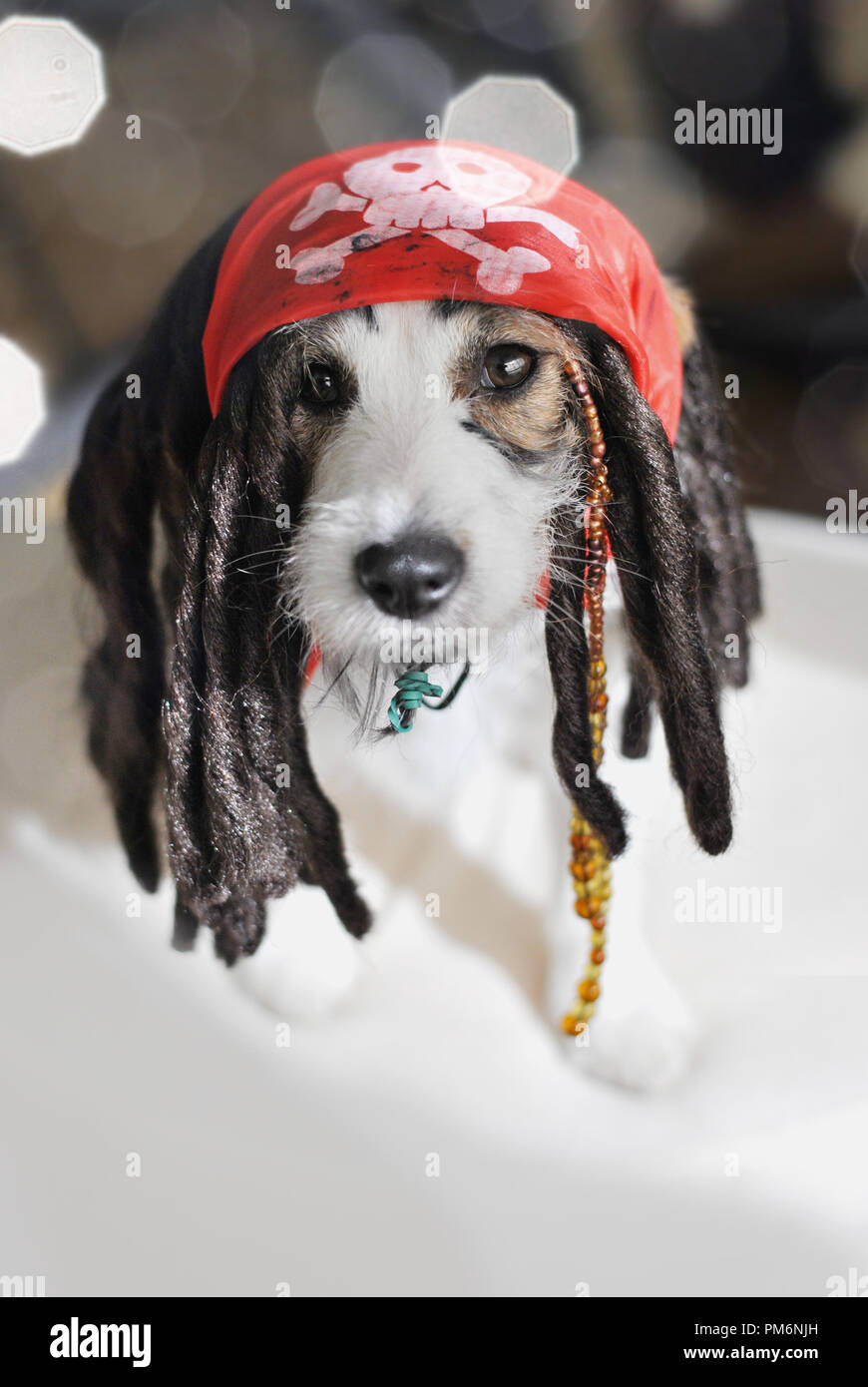 Pirate hat for dogs discount